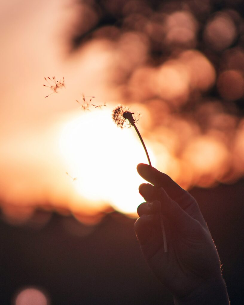 Dandelion symbolising healing the mother wound