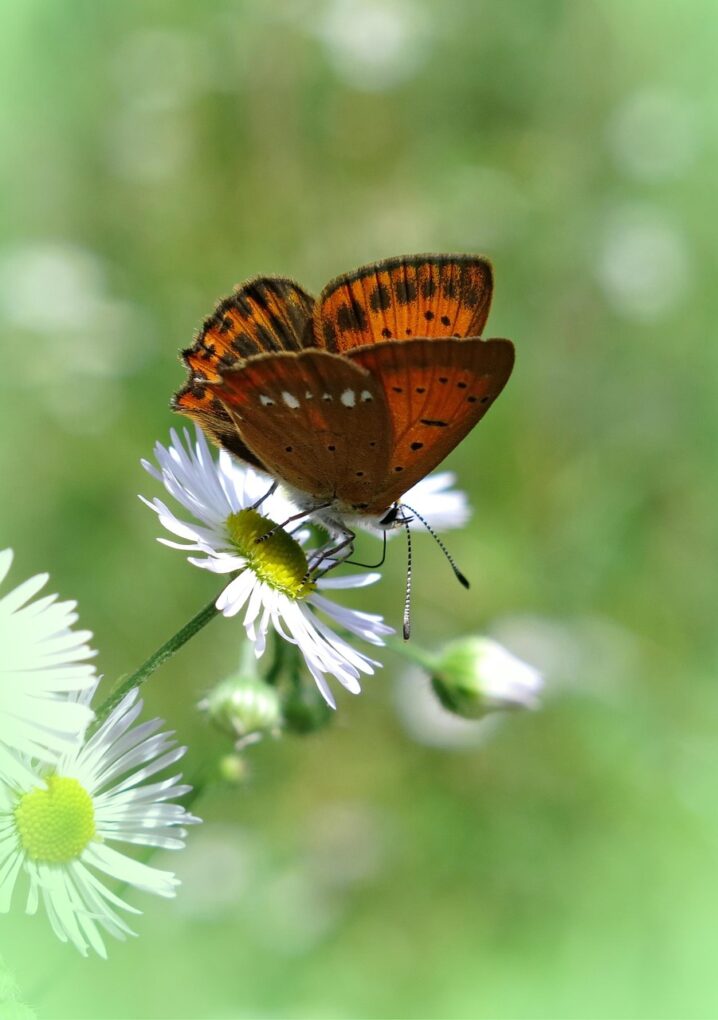 Butterfly symbolising freedom from the mother wound