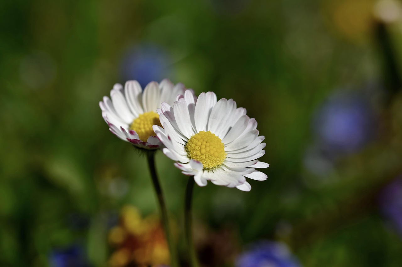daisies representing parenting journey 